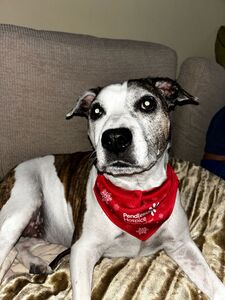 Christmas dog bandana
