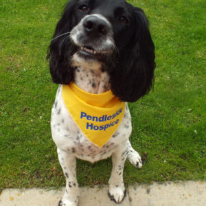 Yellow dog bandana