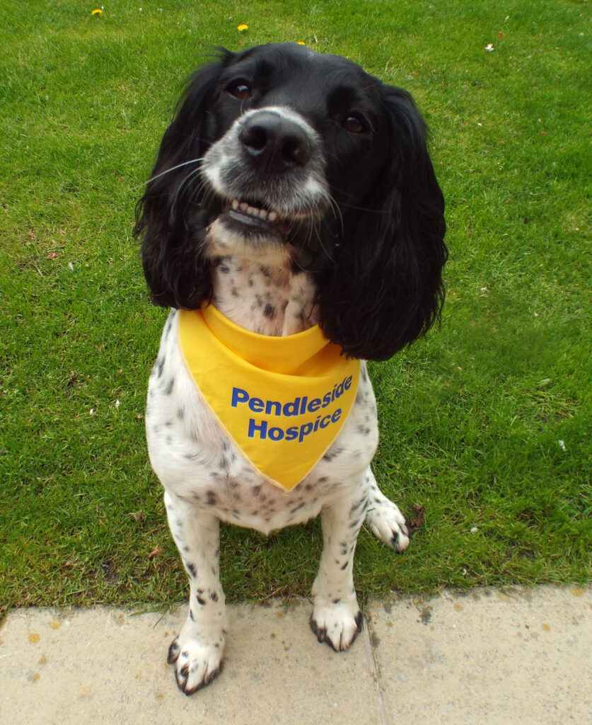 Yellow Dog Bandana