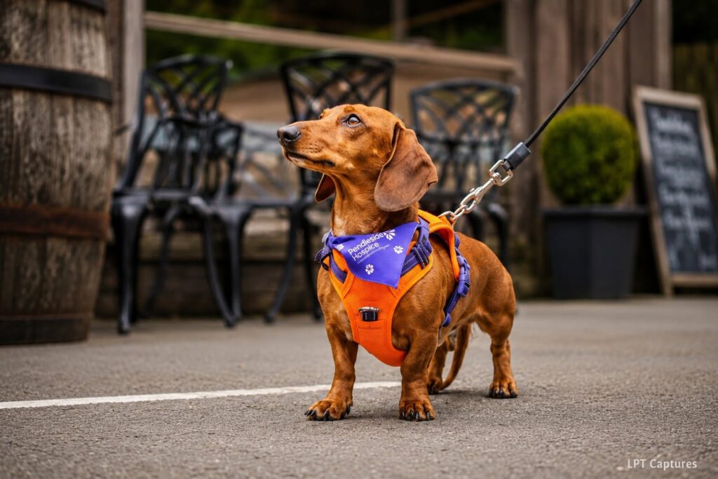 Purple Dog Bandana